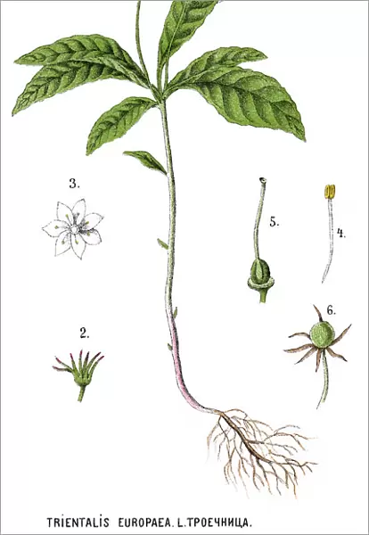 chickweed-wintergreen or arctic starflower
