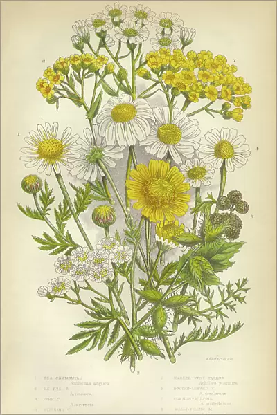 Chamomile, Yarrow, Milfoil, Daisy, Aster, Mayweed, Victorian Botanical Illustration