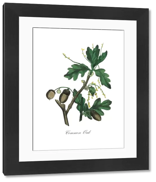 Common Oak Tree Victorian Botanical Illustration
