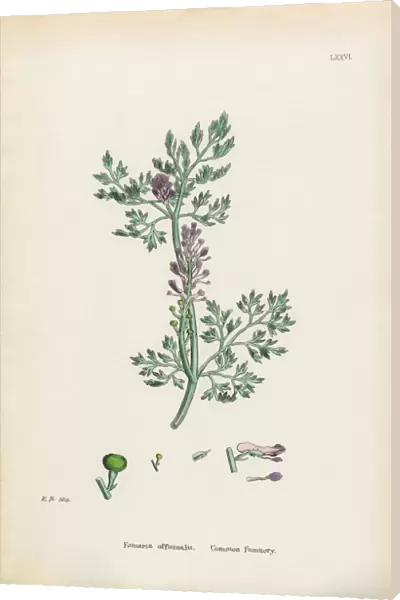 Common Fumitory, Fumaria officinalis, Victorian Botanical Illustration, 1863