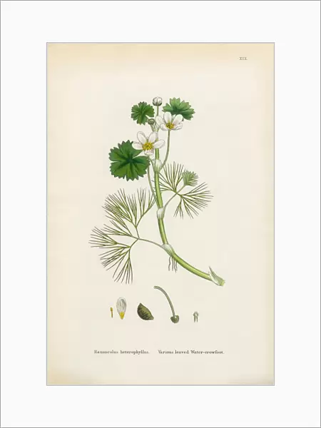 Crowfoot, Ranunculus heterophyllus, Victorian Botanical Illustration, 1863