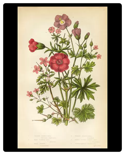 Victorian Botanical Illustration: Cranesbill and Geranium