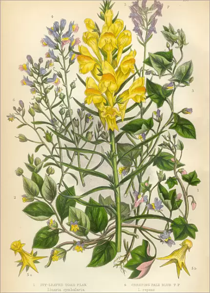 Flax, Toad Flax, Linaria, Fluellin, Victorian Botanical Illustration