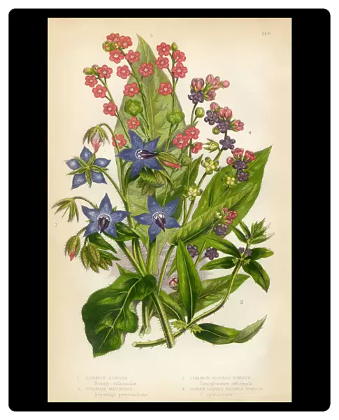 Borage, Comfrey, Madwort, Asperugo, Houndstounge, Victorian Botanical Illustration
