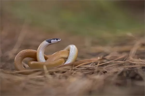 Black-headed ground snake