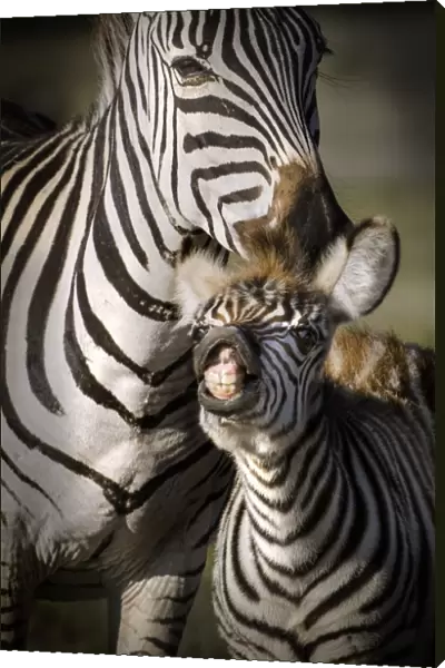 Adult and baby zebra