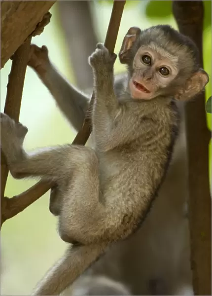 Vervet Monkey, Mana Pools National Park, Zimbabwe