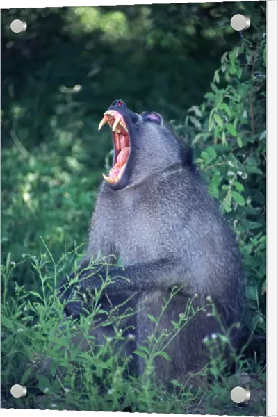 A yawning male Chacma Baboon