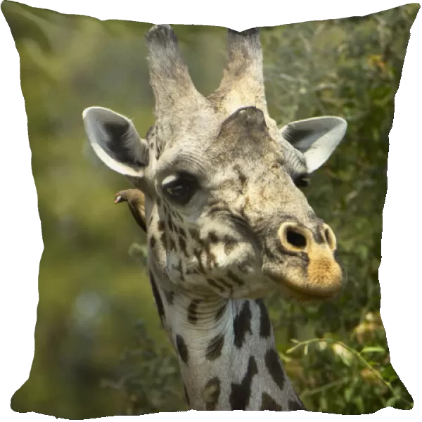 An Oxpecker peeps from behind a Giraffes head