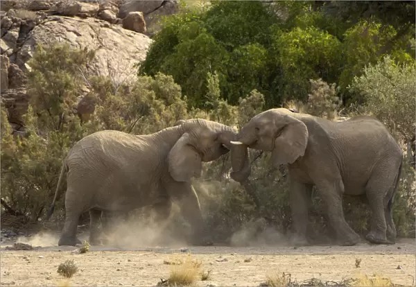 African Elephants, Ugab River, Namibia