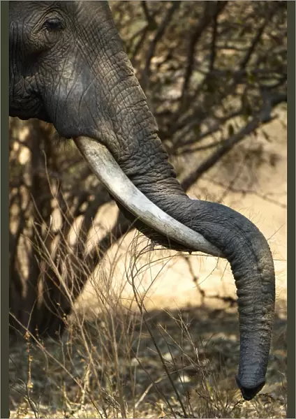 African Elephant, South Luangwa NP, Zambia