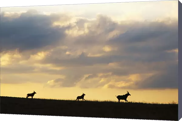Roan antelope, Nyika plateau, Malawi