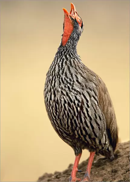 Red-necked Spurfowl, Tarangire NP, Tanzania