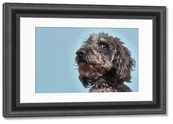 Portrait of Labradoodle with humorous expression