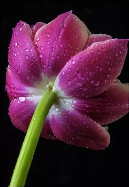 Dew On Pink Tulip