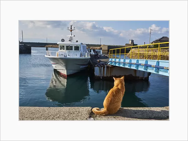 Japan, Cat island, Aoshima island