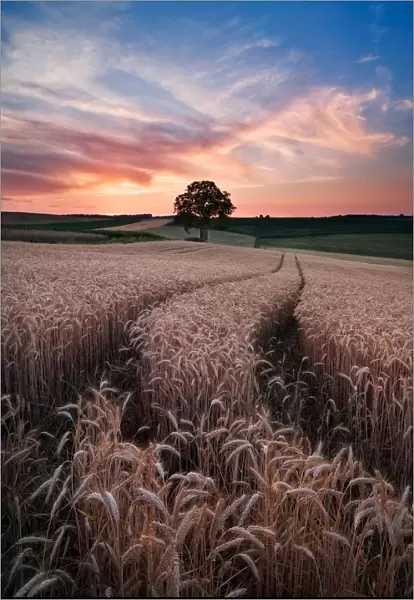 Sunset in field