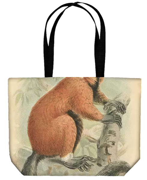 Red lemur primate 1894