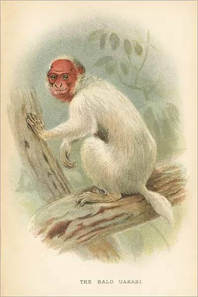 Bald uakari primate 1894