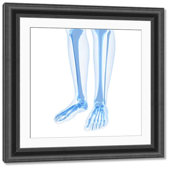 Leg bones, artwork