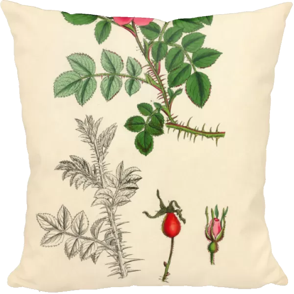 Wilsonas Rose, Rosa Wilsoni, Victorian Botanical Illustration, 1863