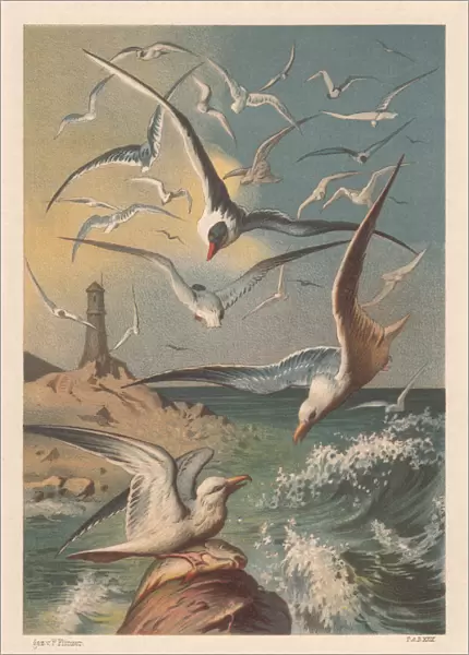 Seagulls on a coast with lighthouse, lithograph, published in 1883