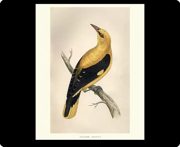Natural History, Birds, golden oriole (Oriolus oriolus)