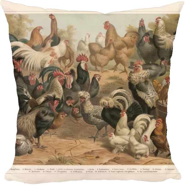 Poultry, chromolithograph, published in 1897