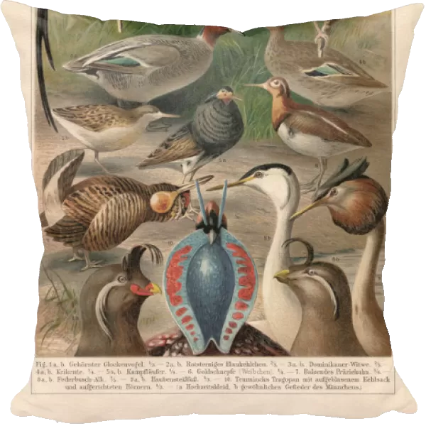 Courtship plumage of birds (sexual dimorphism), Chromolithograph, published in 1897