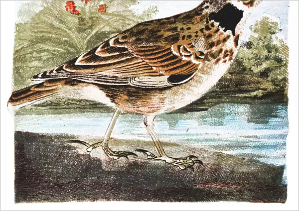 Lark bird. Illustration of a Lark bird