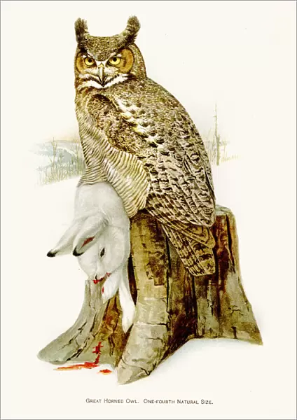 Great horned owl birds lithograph 1897