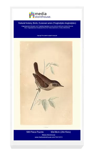 Natural history, Birds, Eurasian wren (Troglodytes troglodytes)