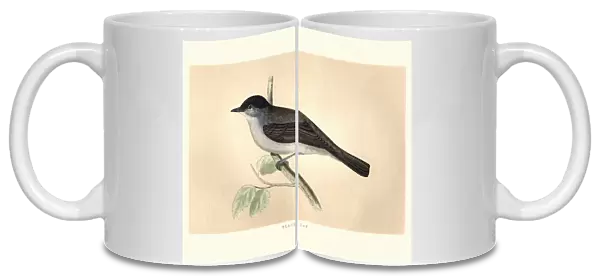 Natural History, Birds, Eurasian blackcap