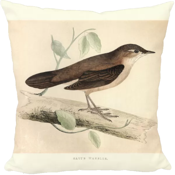 Natural History, Birds, Savis warbler (Locustella luscinioides)