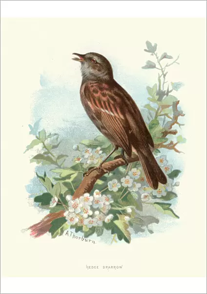 Natural history, Birds, Hedge sparrow, Dunnock
