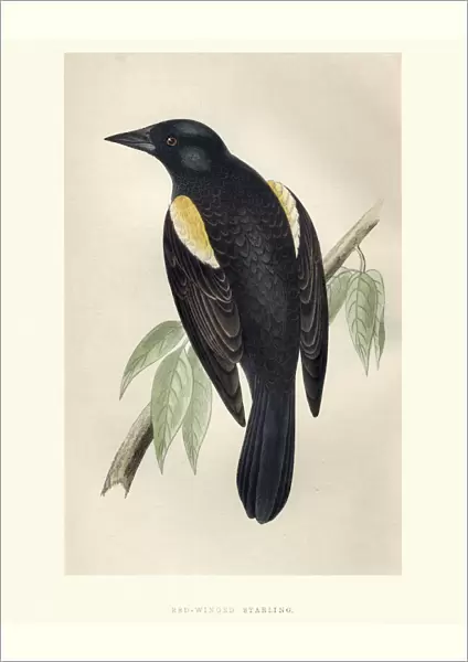 Natural History, Birds, red-winged starling (Onychognathus morio)