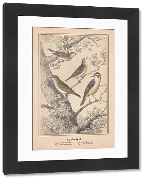 Old World warblers (Sylviidae), hand-colored lithograph, published in 1890