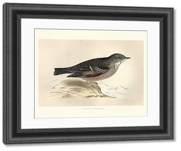 Natural History, Birds, alpine accentor (Prunella collaris)