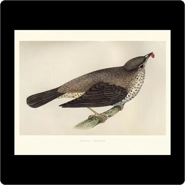 Natural History, Birds, Mistle thrush (Turdus viscivorus)