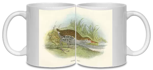 Water rail birds from Great Britain 1897