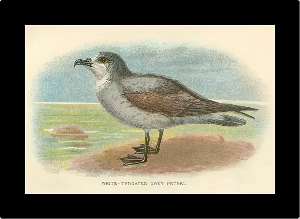 Grey Petrel dd birds from Great Britain 1897