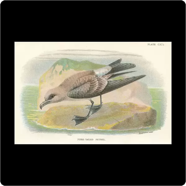 Petrel birds from Great Britain 1897 birds from Great Britain 1897