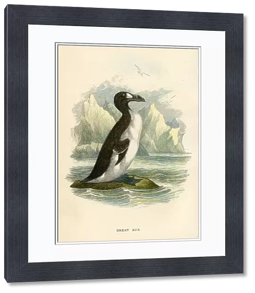 Great Auk birds from Great Britain 1897
