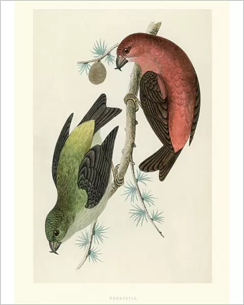 Natural History - Birds - Crossbill