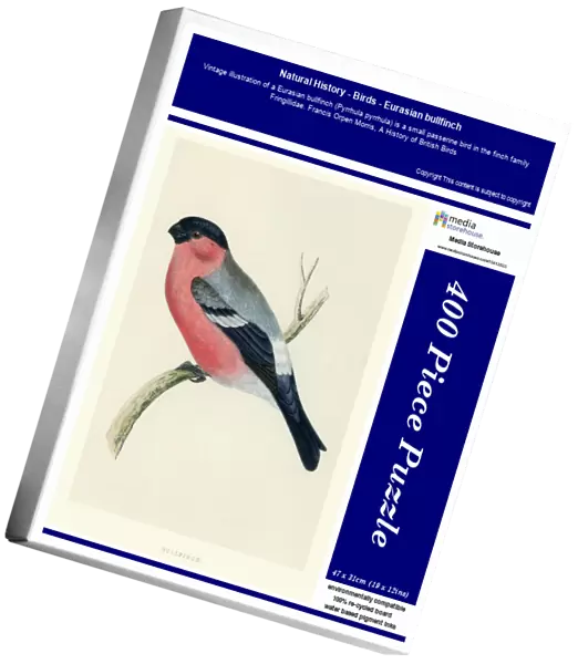 Natural History - Birds - Eurasian bullfinch