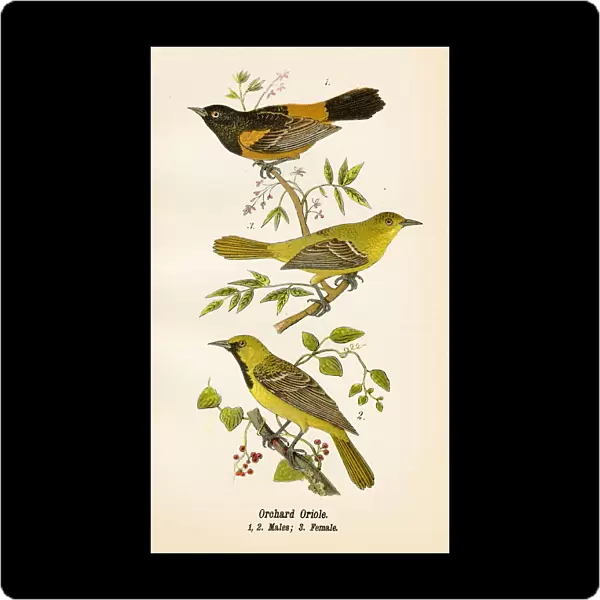 Orchard oriole bird lithograph 1890