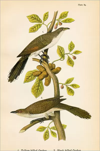 Cuckoo bird lithograph 1890