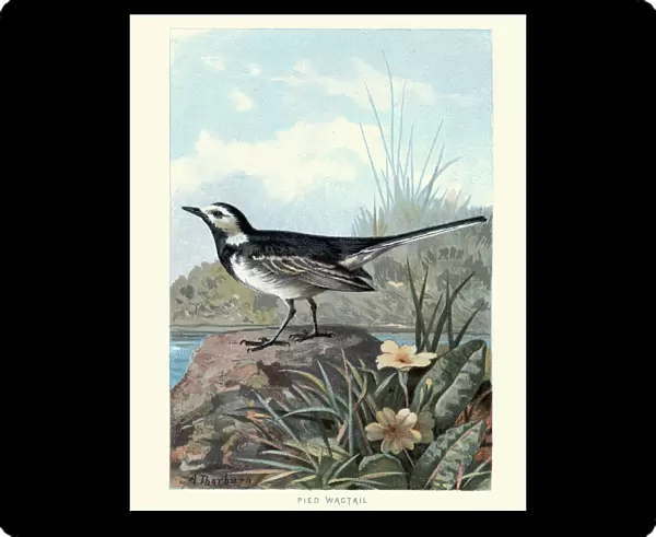 Natural History - Birds - White wagtail