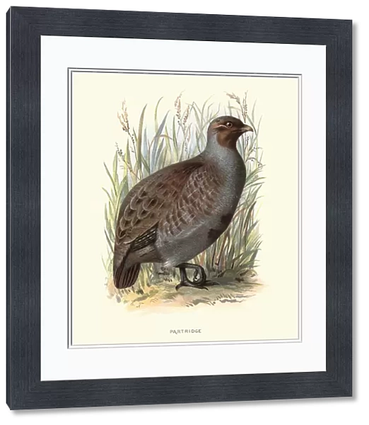 Natural History - Birds - Partridge