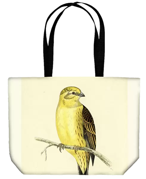 Natural History Birds - Yellowhammer (Emberiza citrinella)